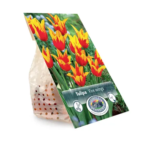 Tulipa Lily-Flowering Fire Wings | Cappers 5 x 20 - image 3