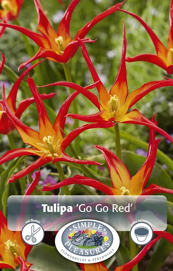 Tulipa Red Ranger Tulipa Lily-Flowering Go Red | 80 pcs - De Vroomen US