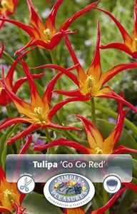Tulipa Lily-Flowering Go Red | Cappers 5 x 20 - image 3