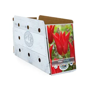 Tulipa Lily-Flowering Istanbul | Cappers 5 x 20 - image 2