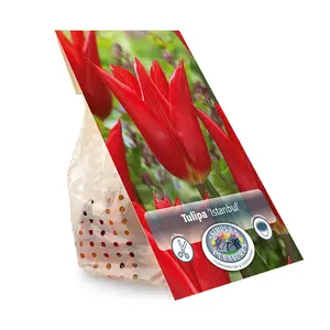 Tulipa Lily-Flowering Istanbul | Cappers 5 x 20 - image 3