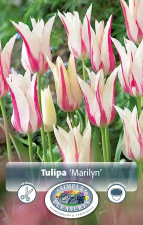 Tulipa Lily-Flowering Marilyn | 80 pce - image 1