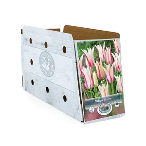 Tulipa Lily-Flowering Marilyn | Cappers 5 x 20 - image 2