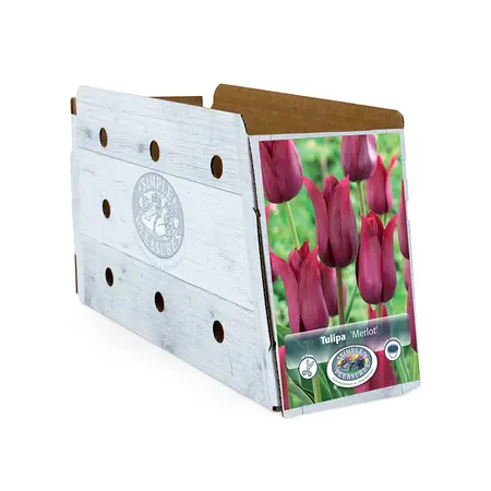 Tulipa Lily-Flowering Merlot | Cappers 5 x 20 - image 2