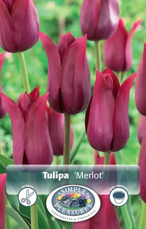 Tulipa Lily-Flowering Merlot | Cappers 5 x 20 - image 1