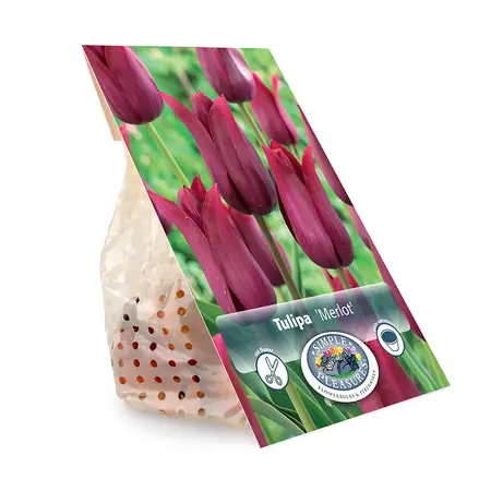 Tulipa Lily-Flowering Merlot | Cappers 5 x 20 - image 3