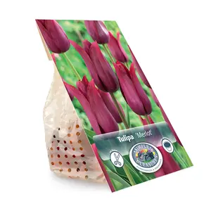 Tulipa Lily-Flowering Merlot | Cappers 5 x 20 - image 3