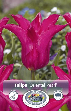 Tulipa Lily-Flowering Oriental Pearl | 80 pce - image 3