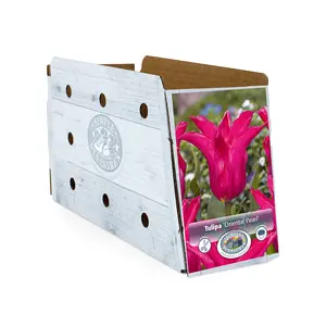 Tulipa Lily-Flowering Oriental Pearl | Cappers 5 x 20 - image 2