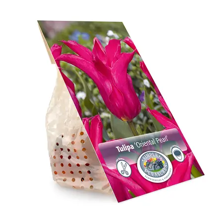Tulipa Lily-Flowering Oriental Pearl | Cappers 5 x 20 - image 3