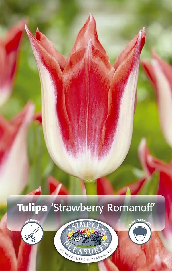 Lilienblütige Tulpe Strawberry Romanoff (5 Stück) | Lilienblütige
