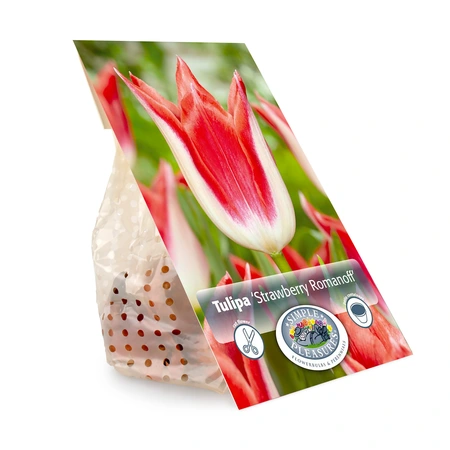 Tulipa Lily-Flowering Strawberry Romanoff | Cappers 5 x 20 - image 3
