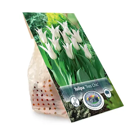 Tulipa Lily-Flowering Tres Chic | Cappers 5 x 20 - image 3