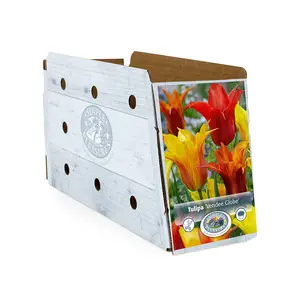 Tulipa Lily-Flowering Vendee Globe | Cappers 5 x 20 - image 2