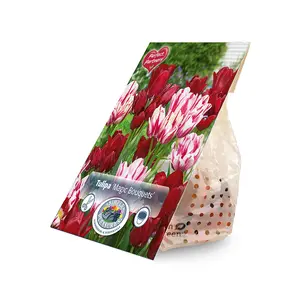 Tulipa Magic Bouquets | Cappers 8 x 20 - image 2