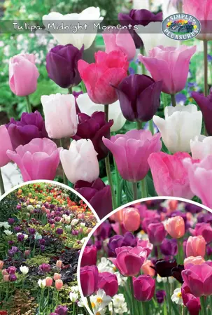 Tulipa Midnight Moments | Cappers 16 x 25 - image 1