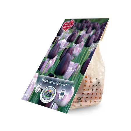 Tulipa Moonlight Duet | Cappers 8 x 20 - image 2