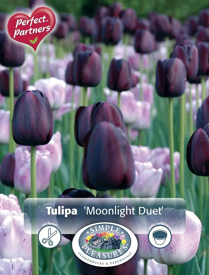 Tulipa Moonlight Duet Capper 20 X 8 De Vroomen Us