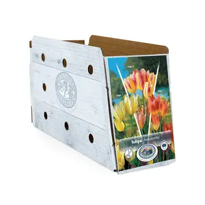 Tulipa Multiflowering (Bouquet) Antoinette | Cappers 5 x 20 - image 2