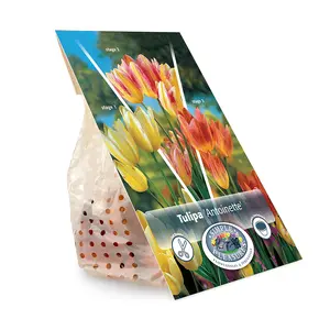 Tulipa Multiflowering (Bouquet) Antoinette | Cappers 5 x 20 - image 3