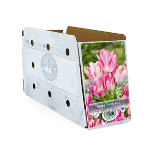 Tulipa Multiflowering (Bouquet) Dream Club | Cappers 5 x 20 - image 2