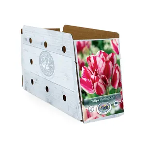Tulipa Multiflowering (Bouquet) Flaming Club | Cappers 5 x 20 - image 2