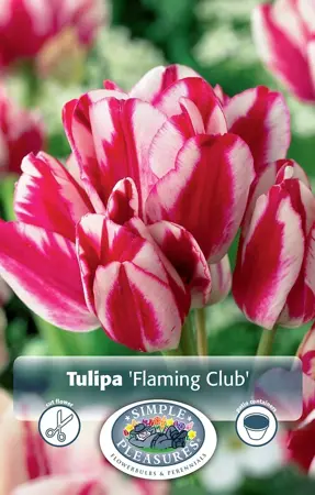 Tulipa Multiflowering (Bouquet) Flaming Club | Cappers 5 x 20 - image 1