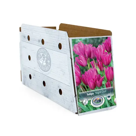 Tulipa Multiflowering (Bouquet) Night Club | Cappers 5 x 20 - image 2