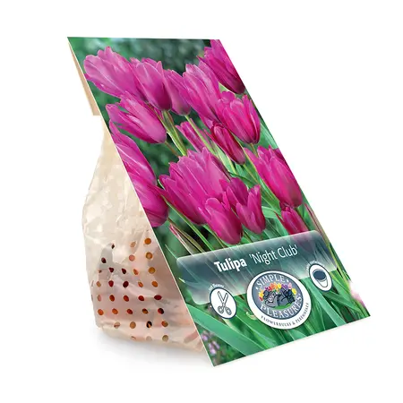Tulipa Multiflowering (Bouquet) Night Club | Cappers 5 x 20 - image 3
