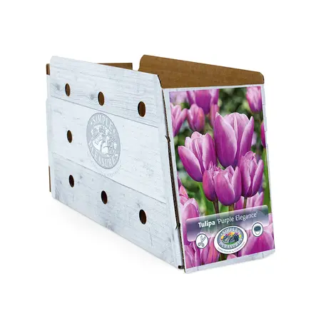 Tulipa Multiflowering (Bouquet) Purple Elegance | Cappers 5 x 20 - image 2