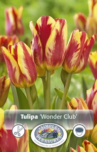 Tulipa Multiflowering (Bouquet) Wonder Club | 80 pce - image 3