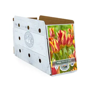 Tulipa Multiflowering (Bouquet) Wonder Club | Cappers 5 x 20 - image 2