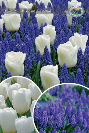 Tulipa/Muscari Border Buddies Blend | Bags 60 x 25 - image 1