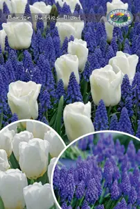 Tulipa/Muscari Border Buddies Blend | Bags 60 x 25