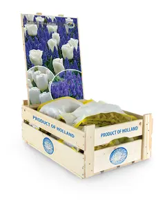 Tulipa/Muscari Border Buddies Blend | Bags 60 x 25 - image 2