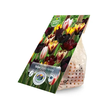 Tulipa Mystic Fantasy | Cappers 10 x 15 - image 2