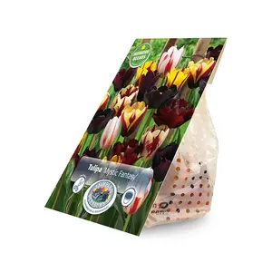 Tulipa Mystic Fantasy | Cappers 10 x 15 - image 2