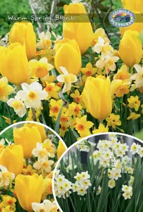 Tulipa/Narcissus Warm Spring Blend | Bags 25 x 20