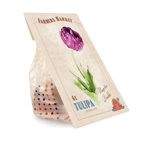 Tulipa Negrita Double | Cappers 6 x 20 - image 2