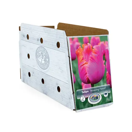 Tulipa Parrot Amazing | Cappers 5 x 20 - image 2