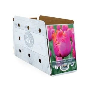 Tulipa Parrot Amazing | Cappers 5 x 20 - image 2
