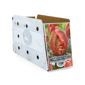 Tulipa Parrot Avignon | Cappers 5 x 20 - image 2