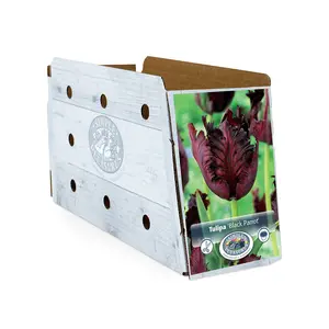 Tulipa Parrot Black | Cappers 5 x 20 - image 2