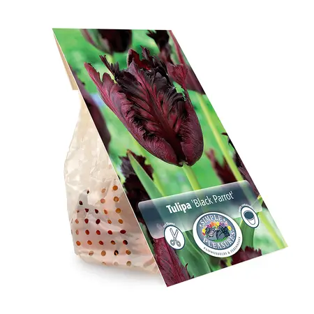 Tulipa Parrot Black | Cappers 5 x 20 - image 3