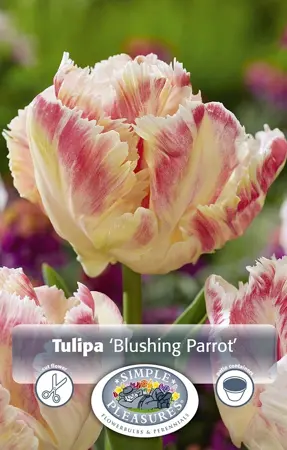 Tulipa Parrot Blushing | 80 pce - image 1