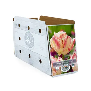 Tulipa Parrot Blushing | Capper 20 x 5 - image 2