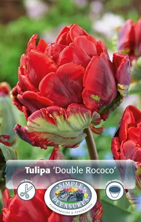 Tulipa Parrot Double Rococo | 80 pce - image 1