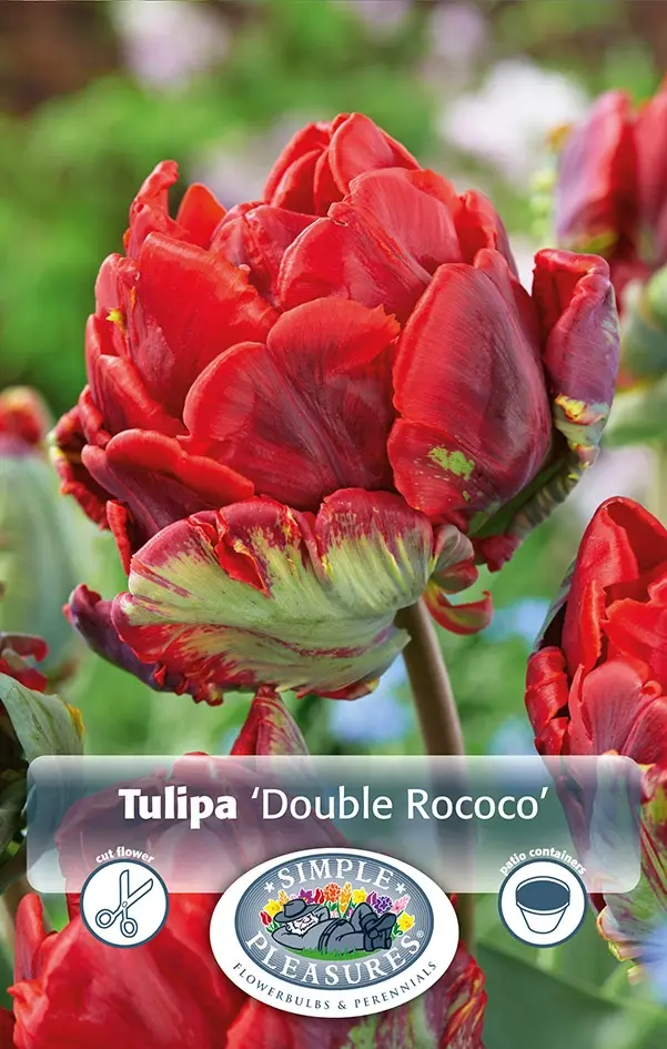 Tulipa Parrot Double Rococo | 80 pcs - De Vroomen US