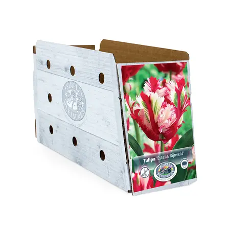 Tulipa Parrot Estella Rijnveld | Cappers 5 x 20 - image 2