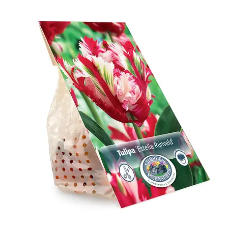 Tulipa Parrot Estella Rijnveld | Cappers 5 x 20 - image 3